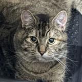 Foto del gato perdido en Sassenay