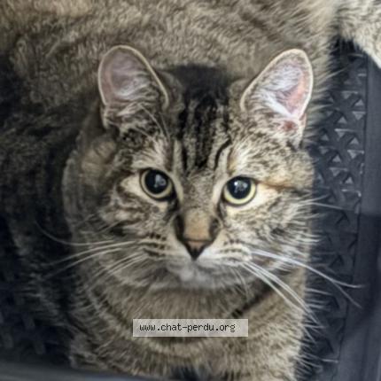 Foto 1/1 Mia Chat perdido en Sassenay