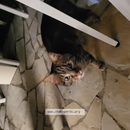 Foto 1/1 Gato encontrado Encontrado en Pau