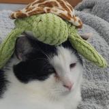 Foto del gato perdido en Villeneuve Saint Germain