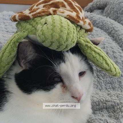 Foto 1/1 waykey Chat perdido en Villeneuve saint germain