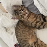 Foto del gato perdido en Grenoble