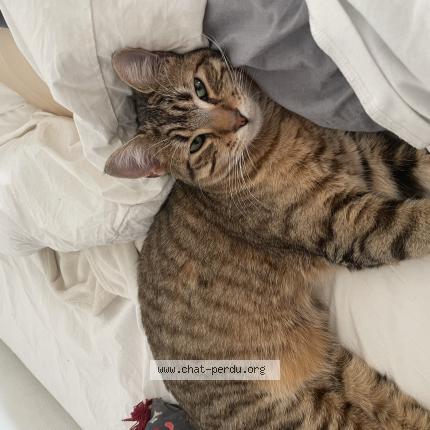 Foto 1/1 Capi Chat perdido en Grenoble