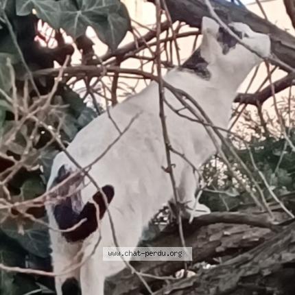 Foto 1/1 Gato encontrado Encontrado en Saint etienne