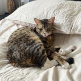 Foto del gato perdido en Bogota