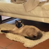 Foto del gato perdido en Nimes