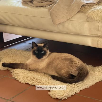 Foto 1/1 Amandine SAINT HILLIER Chat perdido en Nimes