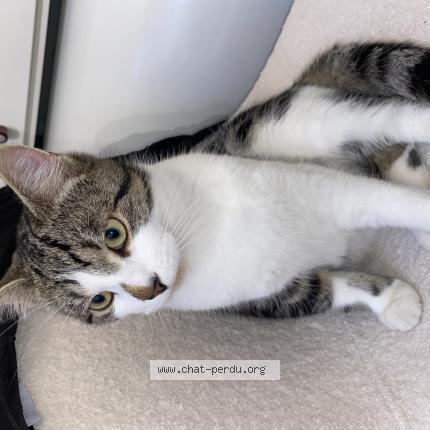 Foto 1/1 Fiston Chat perdido en Villers saint paul