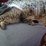 Foto del gato perdido en Montgivray