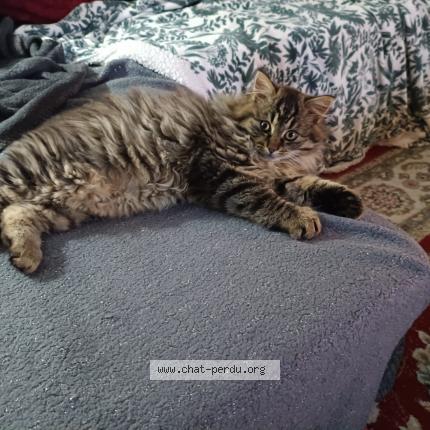 Foto 1/3 Tickle Chat perdido en Montgivray