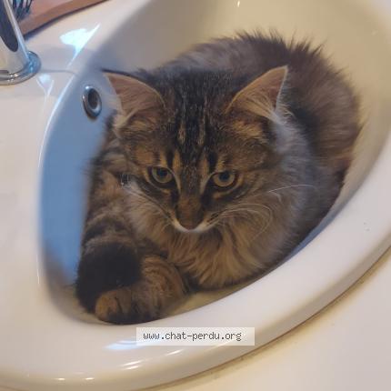 Foto 2/3 Tickle Chat perdido en Montgivray