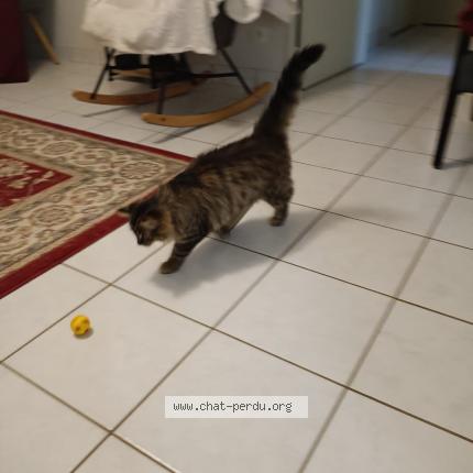 Foto 3/3 Tickle Chat perdido en Montgivray