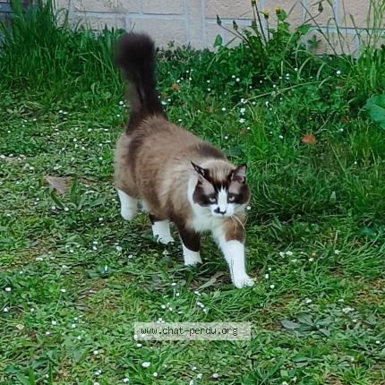 Foto 1/1 Loulou Chat perdido en Firmi