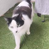 Foto de gato encontrado en Talence