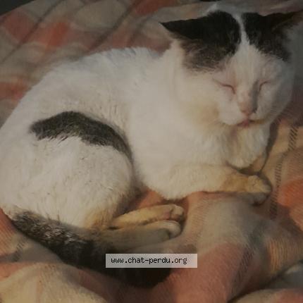 Foto 1/1 Velcro Chat perdido en La possonniere