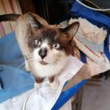 Foto de gato encontrado en Maromme