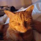 Foto del gato perdido en Pierreville