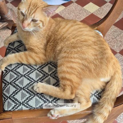 Foto 1/1 Gato encontrado Encontrado en Vernoil le fourrier