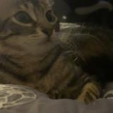 Foto del gato perdido en Tournefeuille