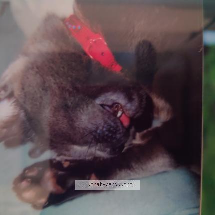 Foto 1/1 Era Chat perdido en Saulx les chartreux 91160