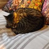 Foto del gato perdido en Melun