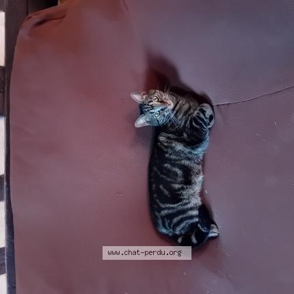 Foto 1/1 TITI Chat perdido en Authou