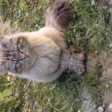 Foto de gato encontrado en Vaulx En Velin