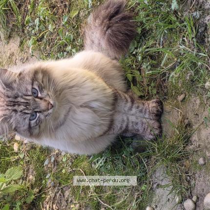 Foto 1/1 Gato encontrado Encontrado en Vaulx en velin