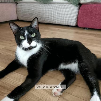 Foto 1/1 Ubert Chat perdido en Salles