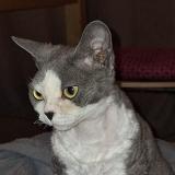 Foto del gato perdido en Collonges Sous Saleve