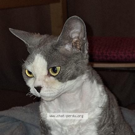 Foto 1/1 Zorba Chat perdido en Collonges sous saleve