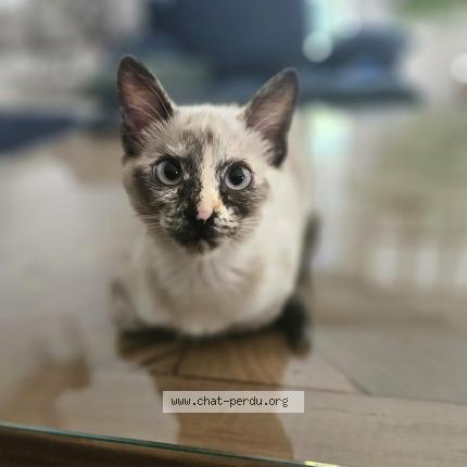 Foto 1/1 Aly Chat perdido en Chantepie