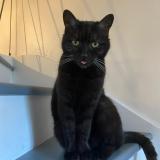 Foto del gato perdido en Nandy