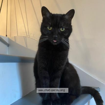 Foto 1/1 Goupille Chat perdido en Nandy