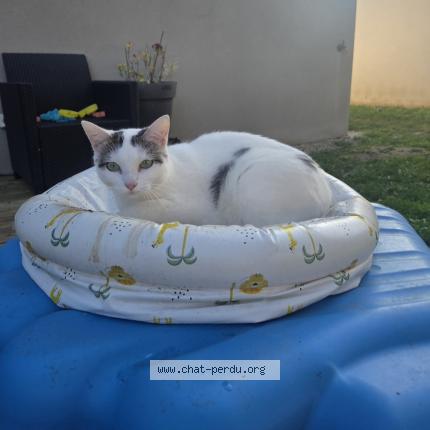 Foto 1/1 Willow Chat perdido en Ifs