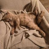 Foto del gato perdido en Uccle