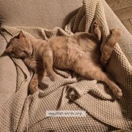 Foto 1/1 Boris Chat perdido en Uccle