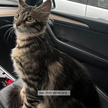 Foto 1/2 Gato encontrado Perdido en Tournefeuille