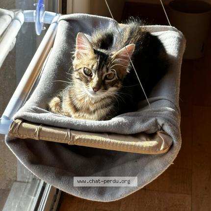 Foto 2/2 Gato encontrado Perdido en Tournefeuille