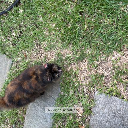 Foto 1/1 Gato encontrado Encontrado en Saline les bains