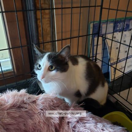 Foto 1/1 Gato encontrado Encontrado en Uzes