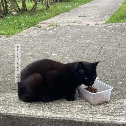 Foto 1/4 Gato encontrado Encontrado en Chambly