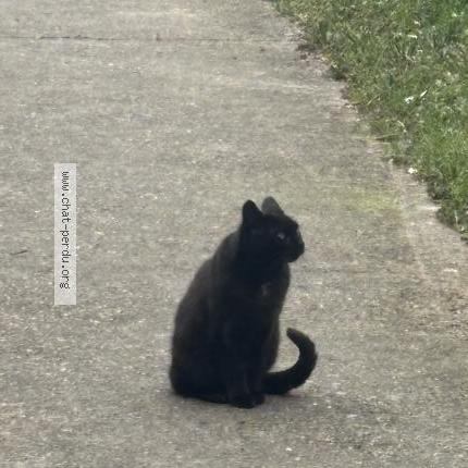 Foto 2/4 Gato encontrado Encontrado en Chambly