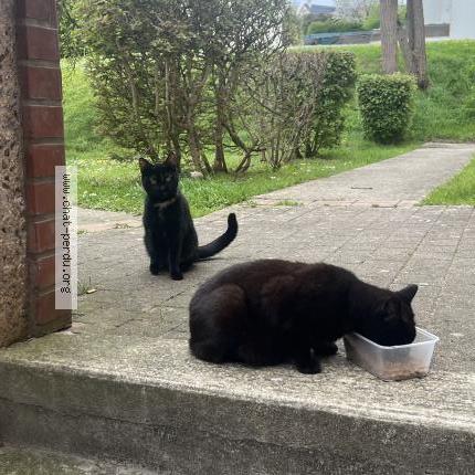 Foto 3/4 Gato encontrado Encontrado en Chambly