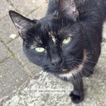 Foto 4/4 Gato encontrado Encontrado en Chambly