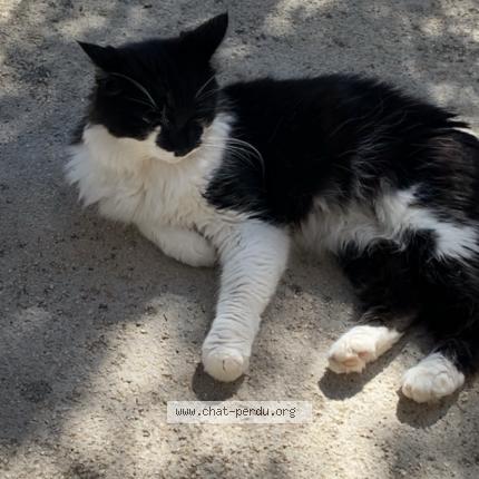 Foto 1/1 Lola Chat perdido en Marseille