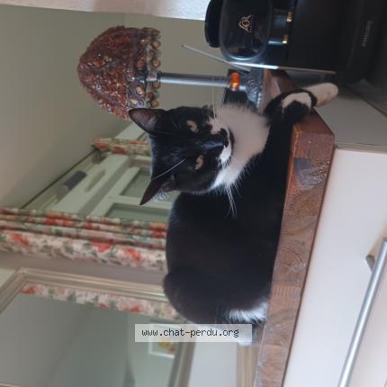 Foto 1/1 Felix Chat perdido en Roquettes