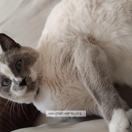 Foto 1/1 Snow Chat perdido en St ouen des tois