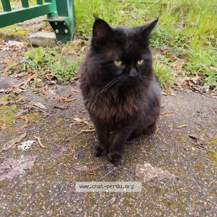 Foto 1/1 Gato encontrado Encontrado en Dourdan