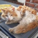 Foto de gato encontrado en Lille